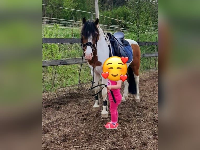 Altri pony/cavalli di piccola taglia Castrone 19 Anni 130 cm Pezzato in Schwäbisch Gmünd