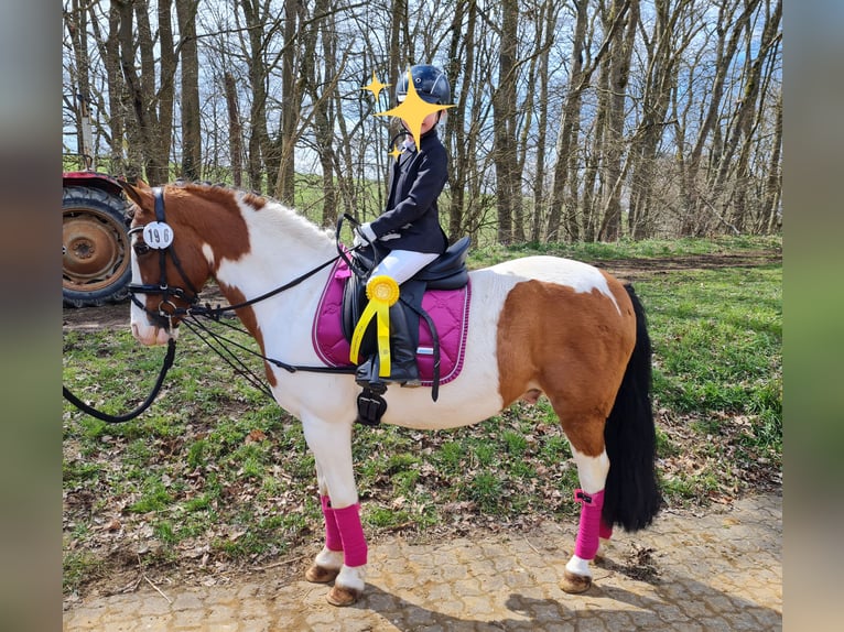 Altri pony/cavalli di piccola taglia Castrone 19 Anni 130 cm Pezzato in Schwäbisch Gmünd