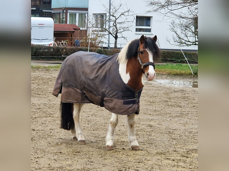 Altri pony/cavalli di piccola taglia Castrone 19 Anni 130 cm Pezzato in Schwäbisch Gmünd