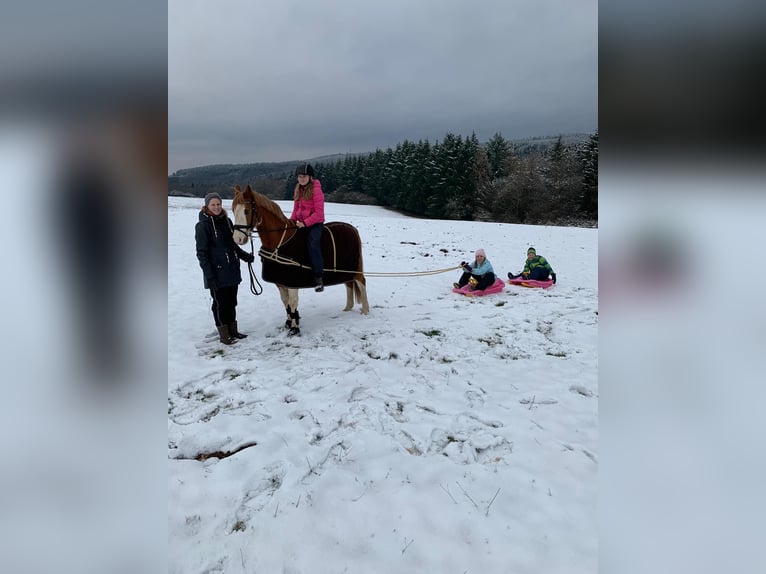 Altri pony/cavalli di piccola taglia Mix Castrone 19 Anni 143 cm Sauro in Hontheim