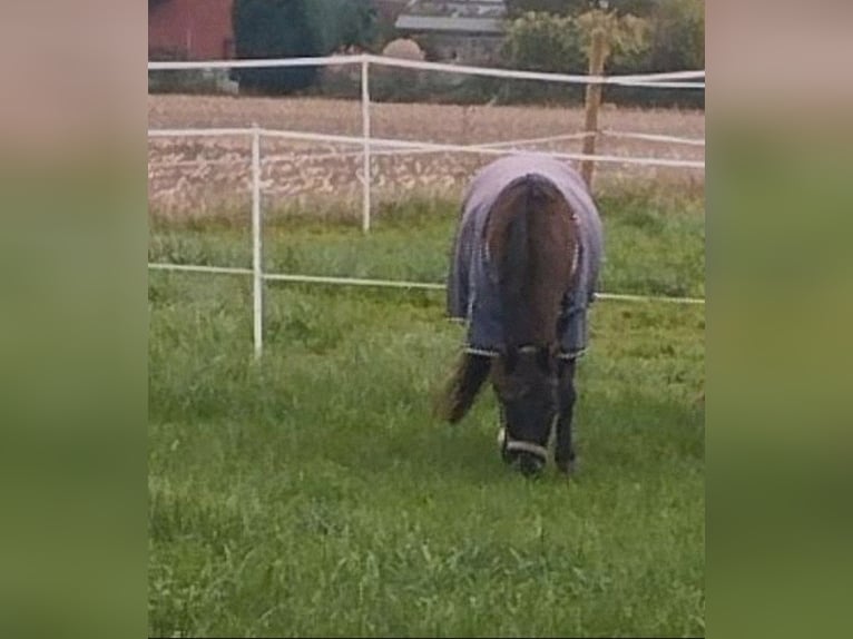 Altri pony/cavalli di piccola taglia Mix Castrone 19 Anni 148 cm Falbo in Kevelaer