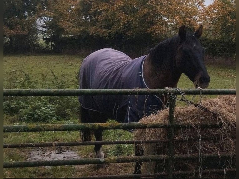 Altri pony/cavalli di piccola taglia Mix Castrone 19 Anni 148 cm Falbo in Kevelaer