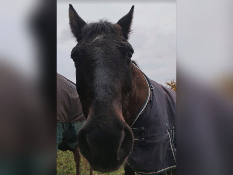 Altri pony/cavalli di piccola taglia Mix Castrone 19 Anni 148 cm Falbo in Kevelaer