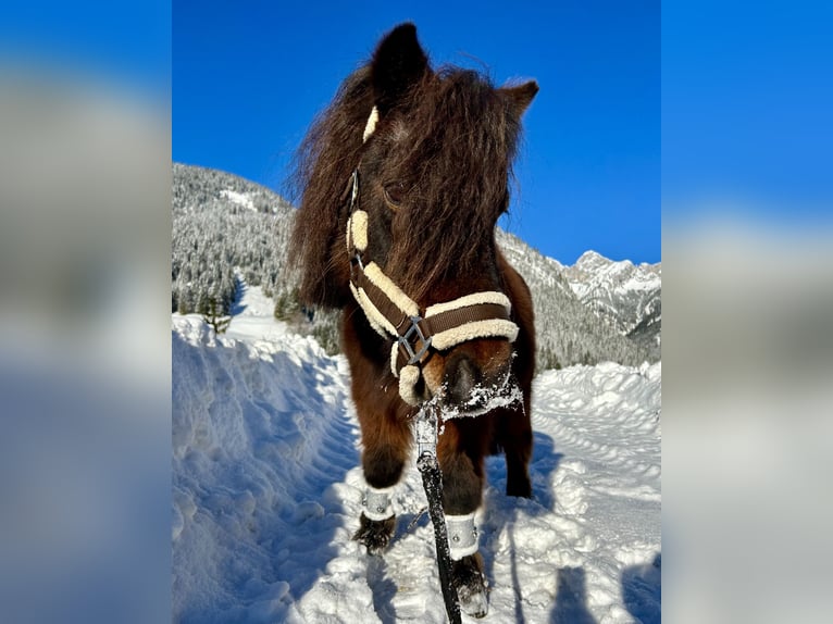 Altri pony/cavalli di piccola taglia Castrone 19 Anni 89 cm Baio scuro in Nesselwängle