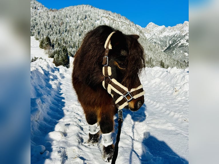 Altri pony/cavalli di piccola taglia Castrone 19 Anni 89 cm Baio scuro in Nesselwängle