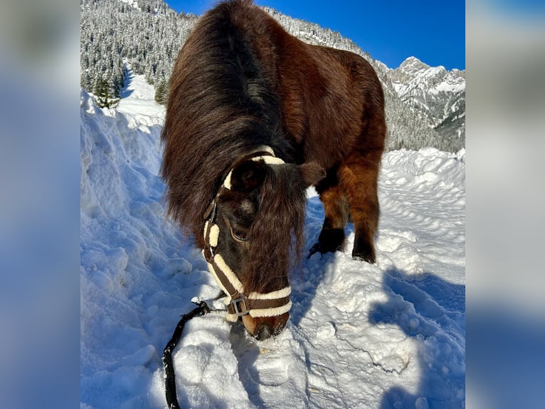 Altri pony/cavalli di piccola taglia Castrone 19 Anni 89 cm Baio scuro in Nesselwängle