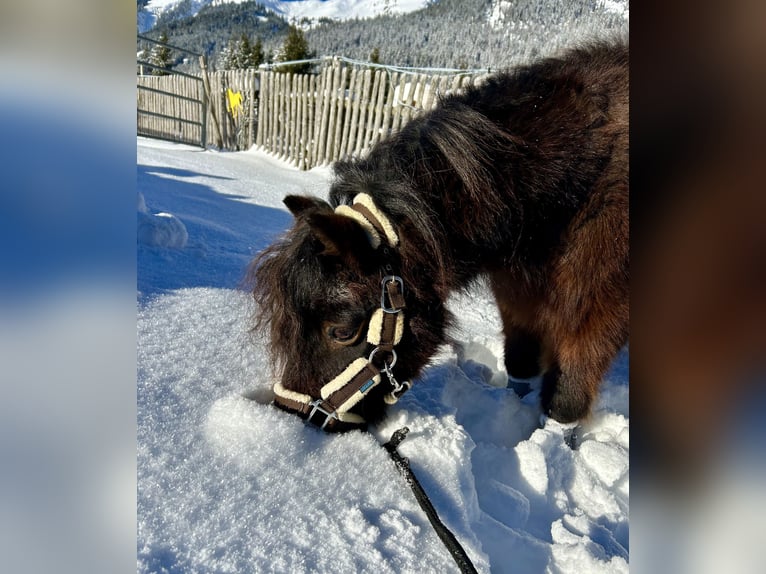 Altri pony/cavalli di piccola taglia Castrone 19 Anni 89 cm Baio scuro in Nesselwängle