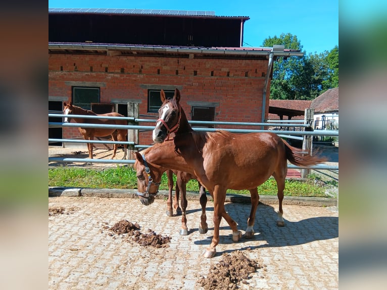 Altri pony/cavalli di piccola taglia Castrone 24 Anni 146 cm Sauro in Waldstetten