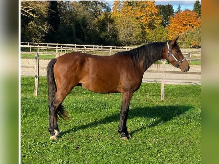 Altri pony/cavalli di piccola taglia Castrone 2 Anni 143 cm Baio in Wehretal