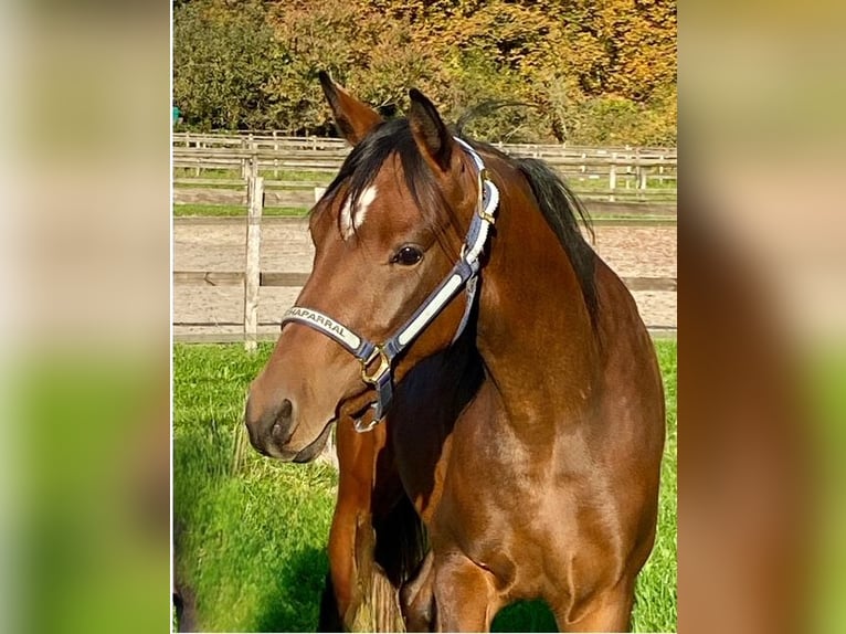 Altri pony/cavalli di piccola taglia Castrone 2 Anni 143 cm Baio in Wehretal