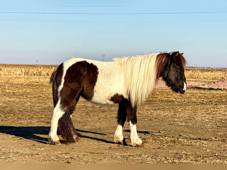 Altri pony/cavalli di piccola taglia Castrone 2 Anni in Canistota, SD