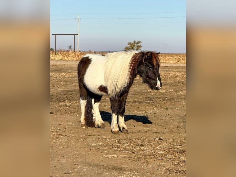 Altri pony/cavalli di piccola taglia Castrone 2 Anni in Canistota, SD