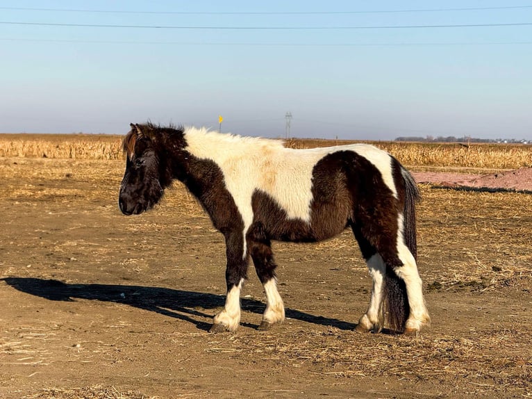 Altri pony/cavalli di piccola taglia Castrone 2 Anni in Canistota, SD