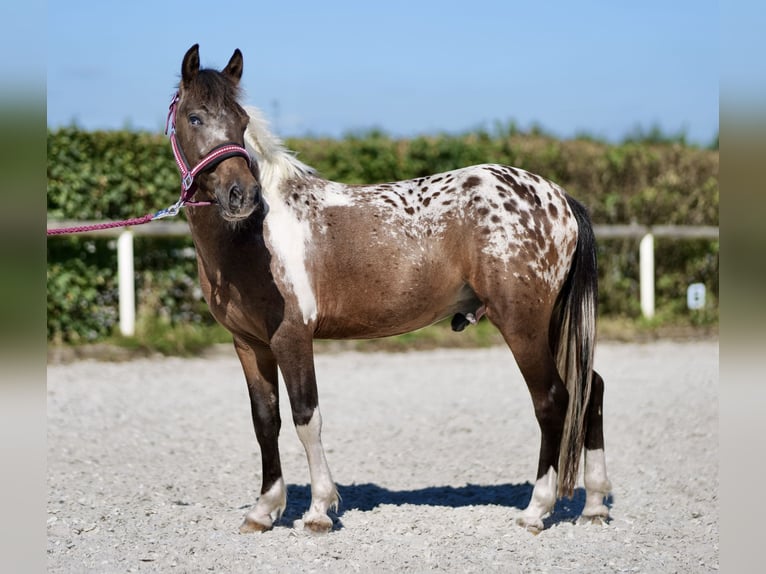 Altri pony/cavalli di piccola taglia Castrone 3 Anni 118 cm Roano rosso in Neustadt (Wied)