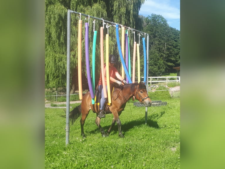 Altri pony/cavalli di piccola taglia Castrone 3 Anni 130 cm Baio in Bayerbach