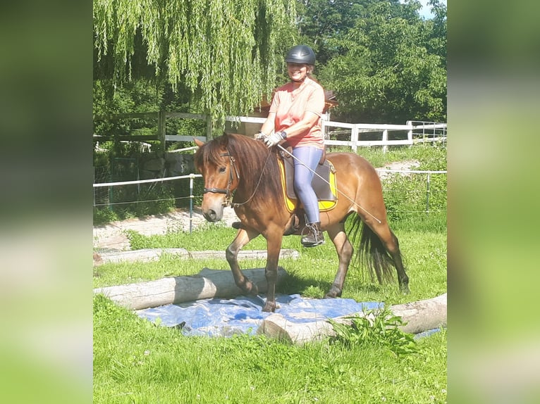 Altri pony/cavalli di piccola taglia Castrone 3 Anni 130 cm Baio in Bayerbach