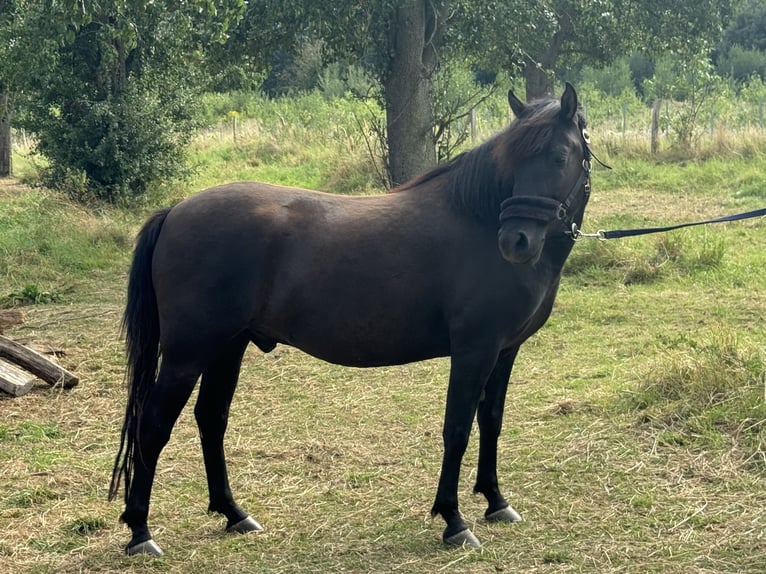 Altri pony/cavalli di piccola taglia Castrone 3 Anni 135 cm Baio in Wanzleben