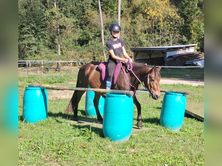 Altri pony/cavalli di piccola taglia Castrone 3 Anni 135 cm Baio in Bayerbach