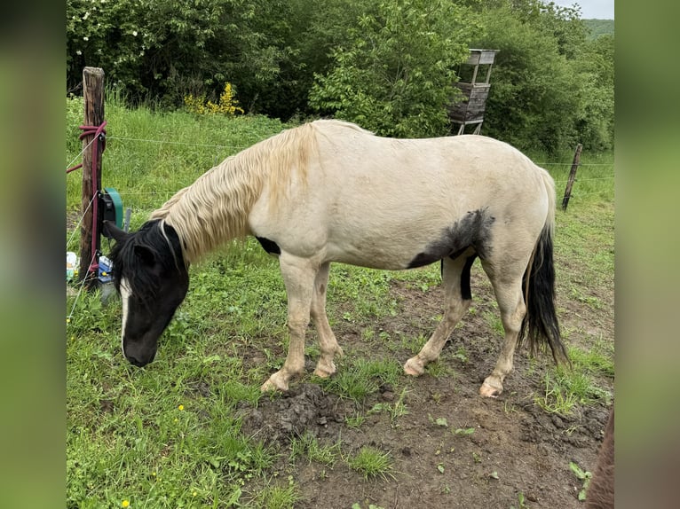 Altri pony/cavalli di piccola taglia Castrone 3 Anni 135 cm Pezzato in Daleiden