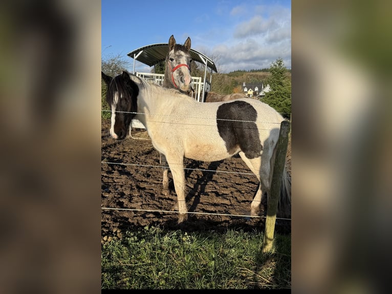 Altri pony/cavalli di piccola taglia Castrone 3 Anni 135 cm Pezzato in Daleiden