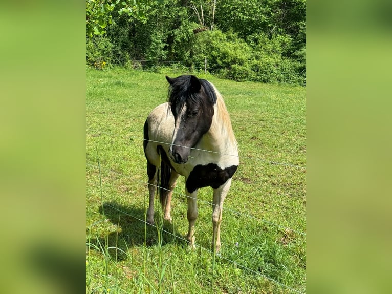 Altri pony/cavalli di piccola taglia Castrone 3 Anni 135 cm Pezzato in Daleiden