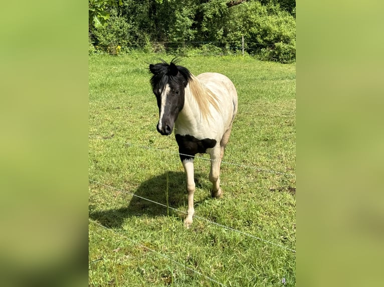 Altri pony/cavalli di piccola taglia Castrone 3 Anni 135 cm Pezzato in Daleiden