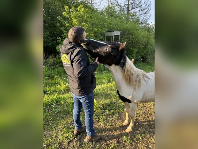 Altri pony/cavalli di piccola taglia Castrone 3 Anni 135 cm Pezzato in Daleiden