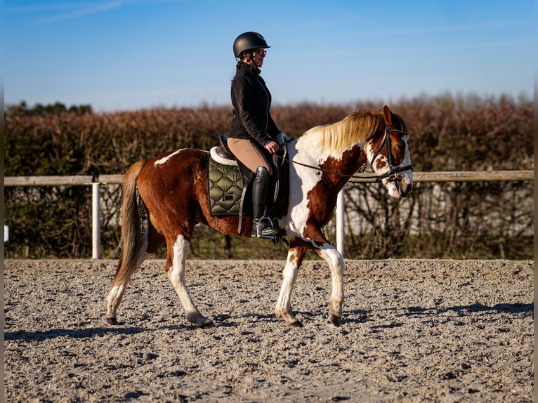 Altri pony/cavalli di piccola taglia Castrone 3 Anni 144 cm Pezzato in Neustadt (Wied)