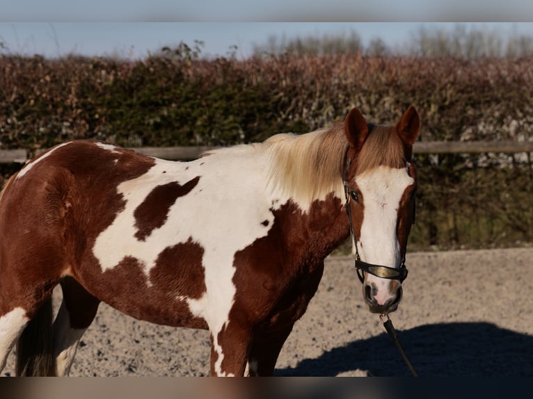 Altri pony/cavalli di piccola taglia Castrone 3 Anni 144 cm Pezzato in Neustadt (Wied)