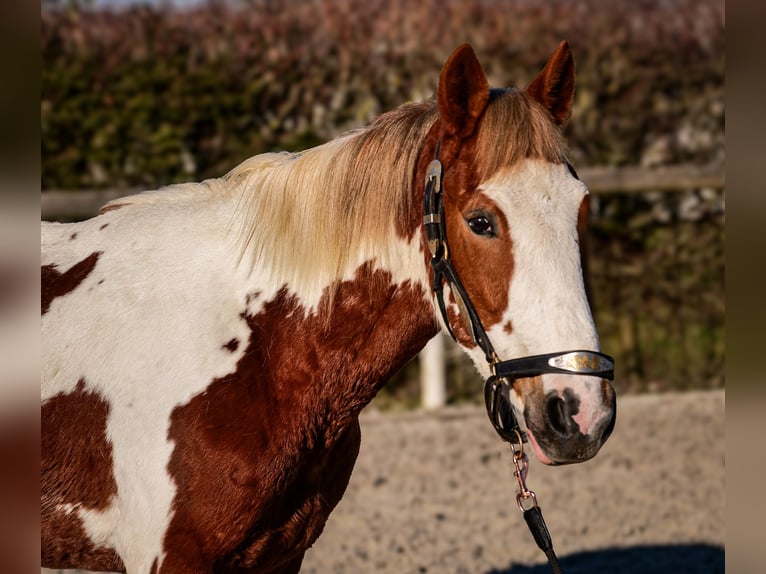 Altri pony/cavalli di piccola taglia Castrone 3 Anni 144 cm Pezzato in Neustadt (Wied)