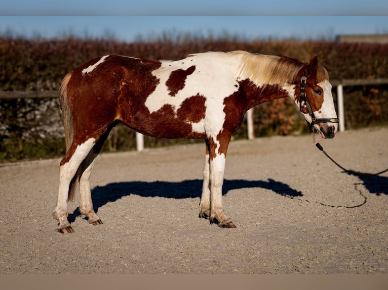 Altri pony/cavalli di piccola taglia Castrone 3 Anni 144 cm Pezzato in Neustadt (Wied)