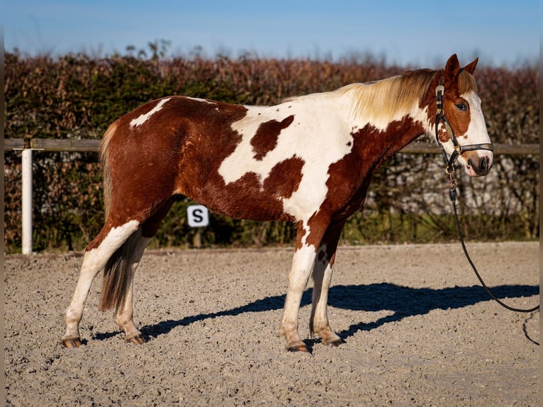 Altri pony/cavalli di piccola taglia Castrone 3 Anni 144 cm Pezzato in Neustadt (Wied)