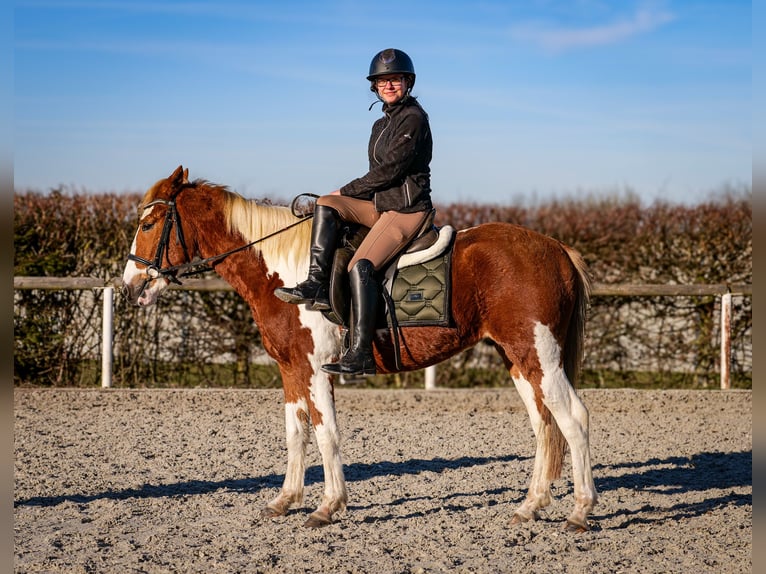 Altri pony/cavalli di piccola taglia Castrone 3 Anni 144 cm Pezzato in Neustadt (Wied)