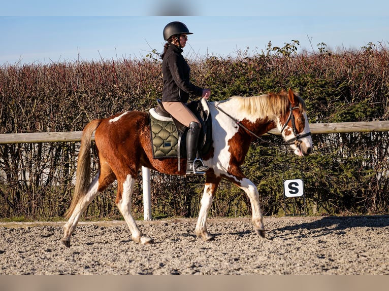 Altri pony/cavalli di piccola taglia Castrone 3 Anni 144 cm Pezzato in Neustadt (Wied)