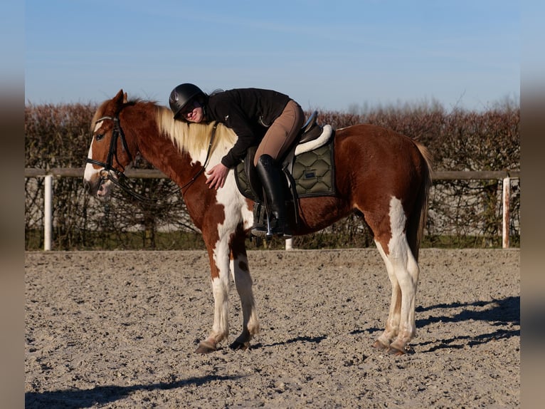 Altri pony/cavalli di piccola taglia Castrone 3 Anni 144 cm Pezzato in Neustadt (Wied)