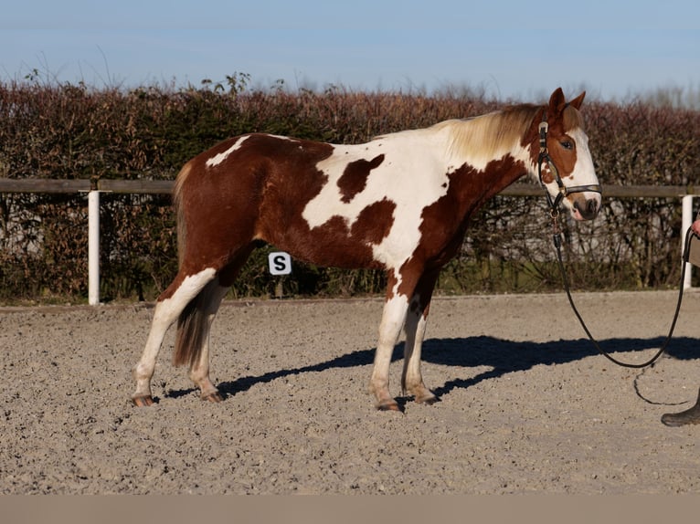 Altri pony/cavalli di piccola taglia Castrone 3 Anni 144 cm Pezzato in Neustadt (Wied)