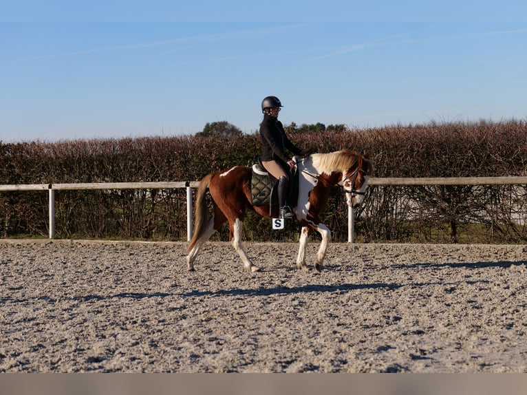 Altri pony/cavalli di piccola taglia Castrone 3 Anni 144 cm Pezzato in Neustadt (Wied)