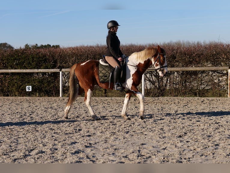 Altri pony/cavalli di piccola taglia Castrone 3 Anni 144 cm Pezzato in Neustadt (Wied)