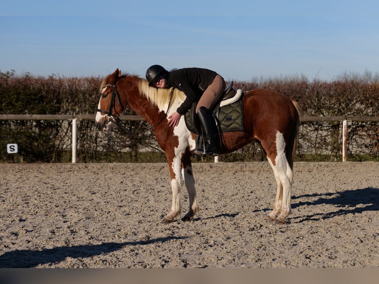 Altri pony/cavalli di piccola taglia Castrone 3 Anni 144 cm Pezzato in Neustadt (Wied)