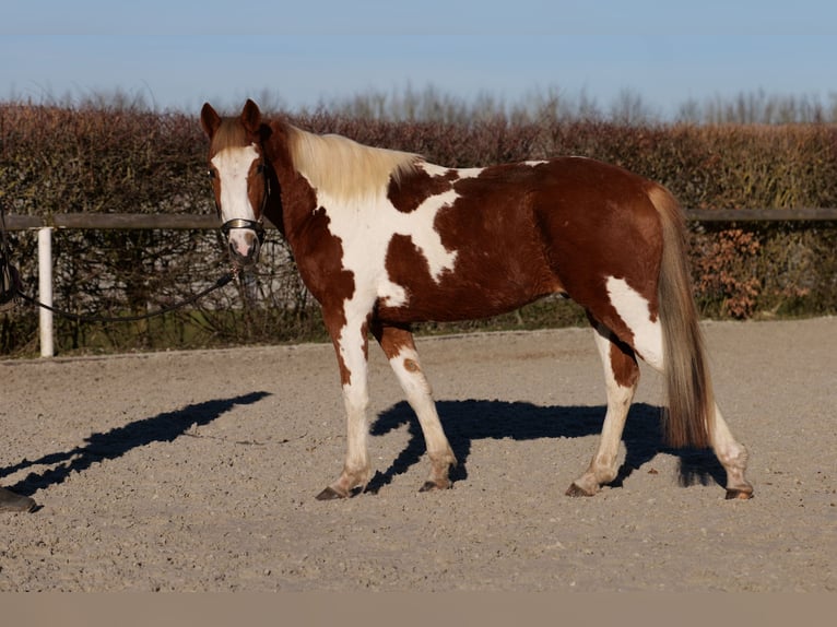 Altri pony/cavalli di piccola taglia Castrone 3 Anni 144 cm Pezzato in Neustadt (Wied)