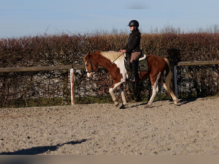 Altri pony/cavalli di piccola taglia Castrone 3 Anni 144 cm Pezzato in Neustadt (Wied)