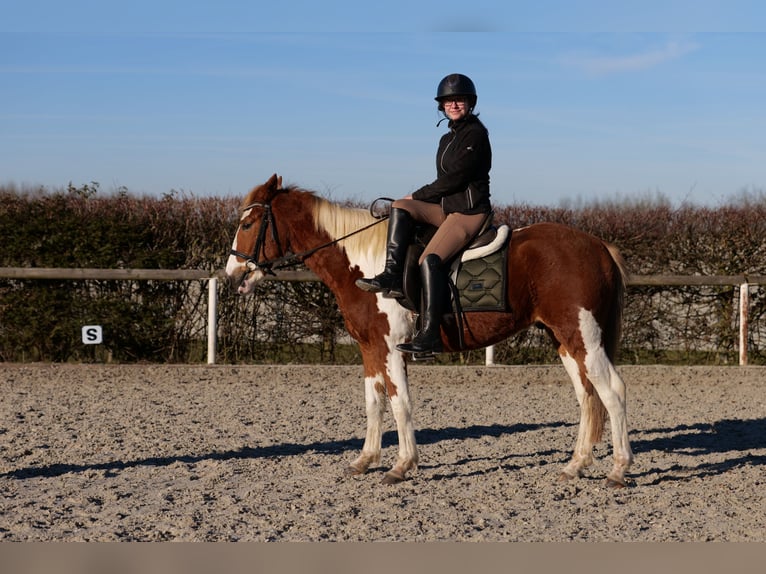 Altri pony/cavalli di piccola taglia Castrone 3 Anni 144 cm Pezzato in Neustadt (Wied)