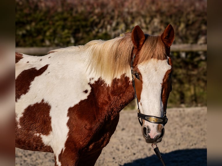 Altri pony/cavalli di piccola taglia Castrone 3 Anni 144 cm Pezzato in Neustadt (Wied)