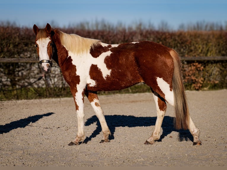 Altri pony/cavalli di piccola taglia Castrone 3 Anni 144 cm Pezzato in Neustadt (Wied)