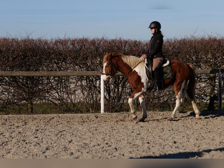 Altri pony/cavalli di piccola taglia Castrone 3 Anni 144 cm Pezzato in Neustadt (Wied)