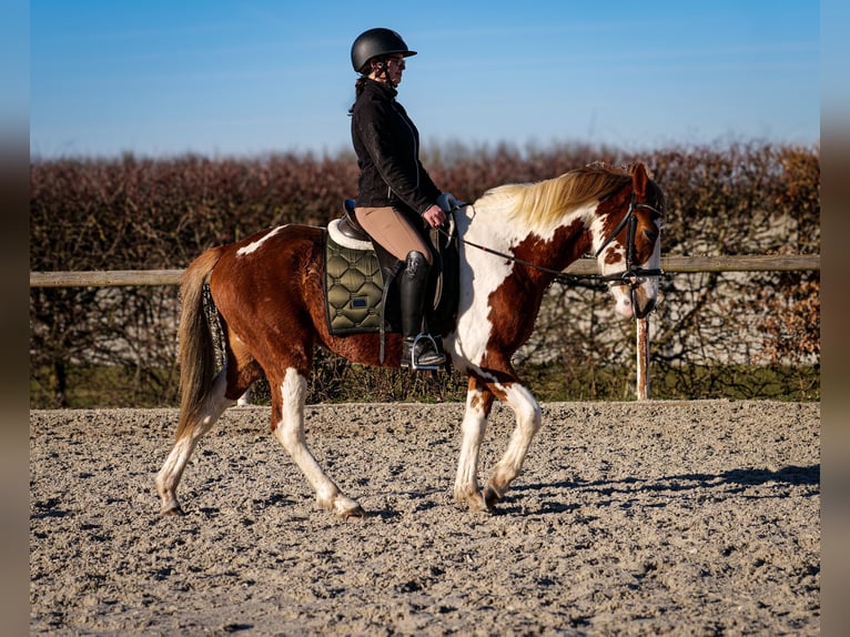 Altri pony/cavalli di piccola taglia Castrone 3 Anni 144 cm Pezzato in Neustadt (Wied)