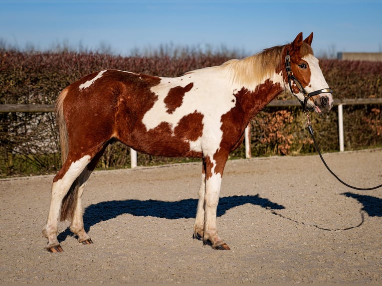 Altri pony/cavalli di piccola taglia Castrone 3 Anni 144 cm Pezzato in Neustadt (Wied)