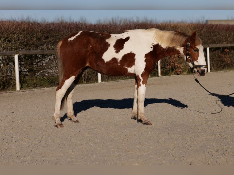 Altri pony/cavalli di piccola taglia Castrone 3 Anni 144 cm Pezzato in Neustadt (Wied)