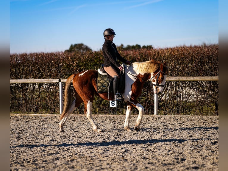 Altri pony/cavalli di piccola taglia Castrone 3 Anni 144 cm Pezzato in Neustadt (Wied)