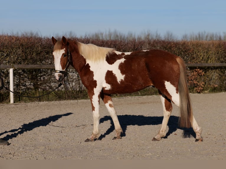 Altri pony/cavalli di piccola taglia Castrone 3 Anni 144 cm Pezzato in Neustadt (Wied)